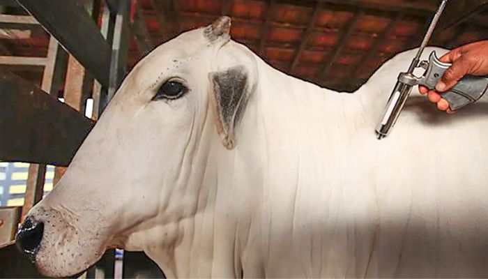 China reconhece território brasileiro como livre da febre aftosa